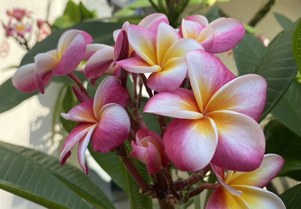 オピオクラスイメージ画像